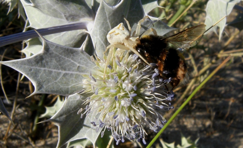 Batozonellus lacerticida M e F (Pompilidae)